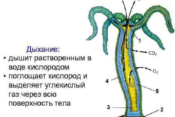 Kraken12 at сайт